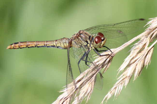 Sympetrum sanguineum ♀, ad., P01 NSG Säulingssee bei Kleinensee, 29.08.13, A. Werner