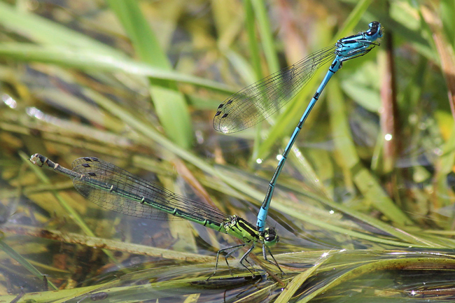 Coenagrion puella Paar, ♀ grünlich, F05 Meckbach, (überflutete Wiese), 03.08.12, A. Werner