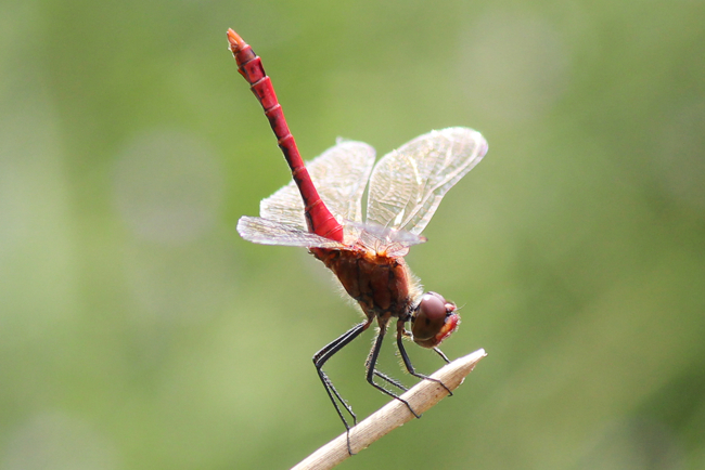 Sympetrum sanguineum ♂, D18 Weiterode Rallenteich Im Nausisgrund (gestaltetes Kleingewässer), 22.08.11, A. Werner