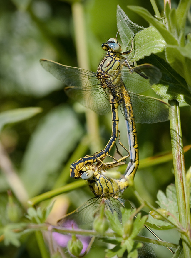 Gomphus pulchellus, Paar, 13.06.09, M. Kreisel