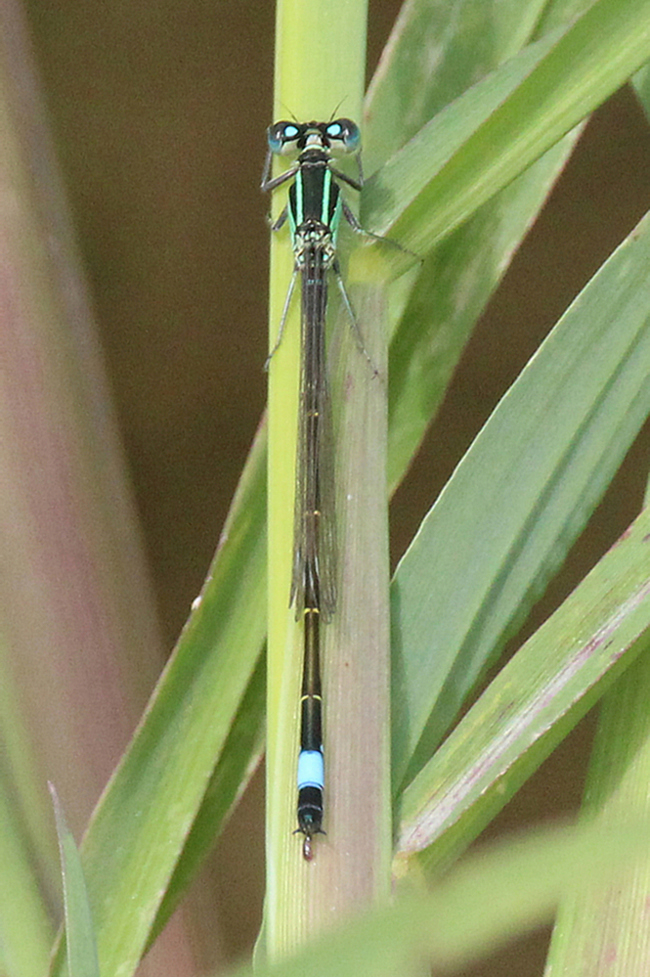 Ischnura elegans ♂, D05 Blankenheim, Fuldaaue (Seitengerinne), 01.08.11, A. Werner