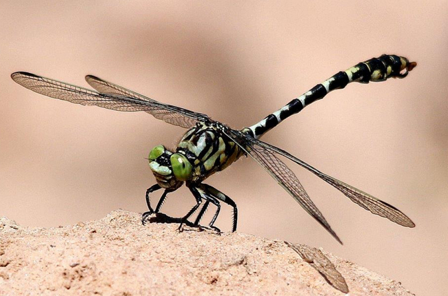 Onychogomphus forcipatus ♂, A08 Baumbach Fulda, (Seitengerinne), 02.08.13, H. Schreier