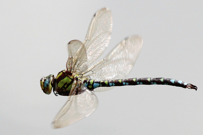 Aeshna cyanea ♂, C01 Cornberg, Steinbruchgewässer, 11.09.11, A. Werner