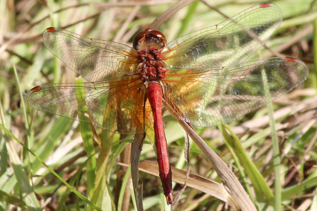 Sympetrum flaveolum ♂, D21 Lüdersdorf, Lehmbachtal (Fischteiche), 28.08.13-7, A. Werner