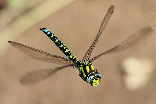 Aeshna cyanea ♂, D02 Bebra, Fuldaaue (gestaltete Kleingewässer), 09.09.12, A. Werner