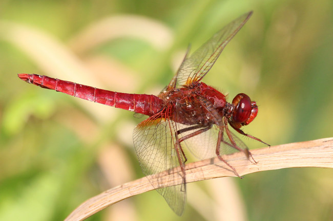 Crocothemis erythraea ♂, B05 Lispenhausen, Kiesgruben, 11.08.15, A. Werner