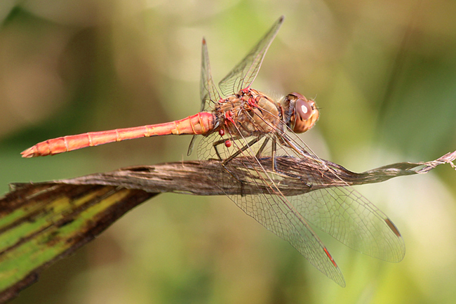 Sympetrum meridionale ♂, mit Milbenbefall, F10 Rohrbach, Rodersgraben (Fischteich), 30.08.13-3, A. Werner