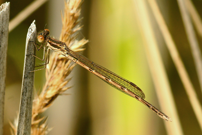 Sympecma fusca, ♂ H01 Friedewald, Steinbruchgewässer, 20.08.2014, H. Eigenbrod