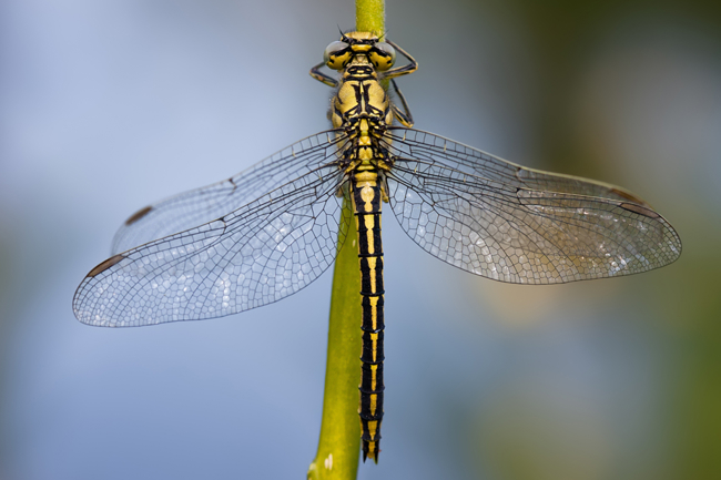 Gomphus pulchellus ♀, B18 Rotenburg, Storchensee, 13.05. 11, M. Kreisel