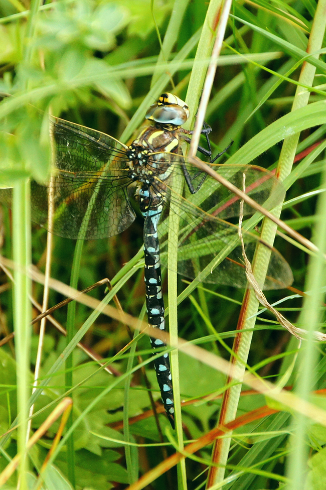 Aeshna juncea ♂, K01 Raboldshausen Schnepfenwiese (gestaltetes Kleingewässer), 23.09.14, H. Eigenbrod