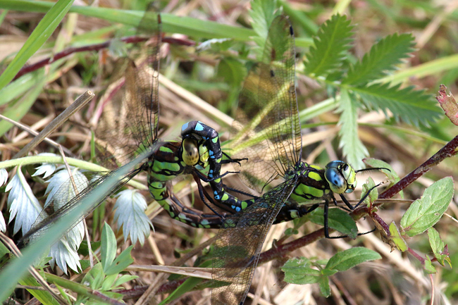 Aeshna cyanea Paarung am Boden, Beleg LB Paarung, D13 NSG Ulfewiesen, 06.10.14, A. Werner