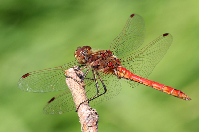 Sympetrum vulgatum ♂, D05 Blankenheim Fuldaaue (gestaltetes Seitengerinne), 03.09.11-2, A. Werner