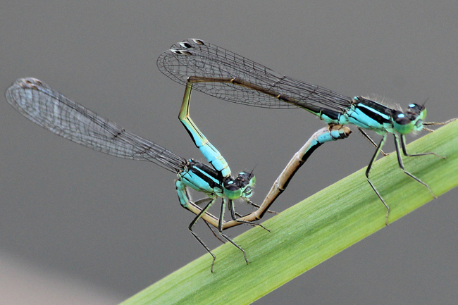 Ischnura elegans Paar, bläulich, D03.1 Bebra, Kiesgruben Nr. 1 (ehemal. Kiesabbau), 13.09.13, A. Werner