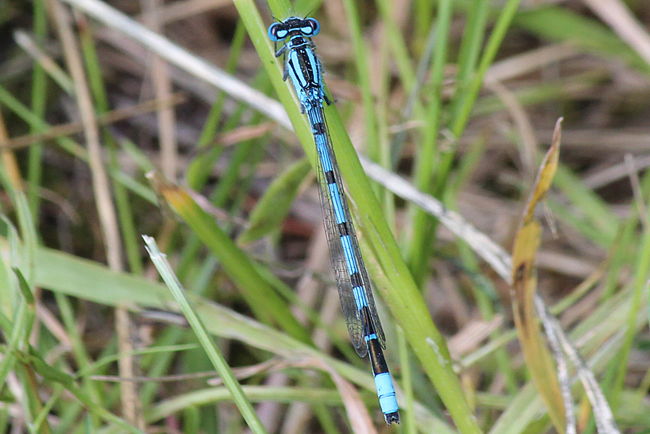 Enallagma cyathigerum ♂, B07 NSG Haselgrund bei Schwarzenhasel, 09.06.12, A. Werner