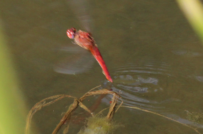 Crocothemis erythraea ♀ Eiablage (männchenfarbig), D03.1 Bebra, Kiesgruben Nr. 1, 12.08.13-1, A. Werner