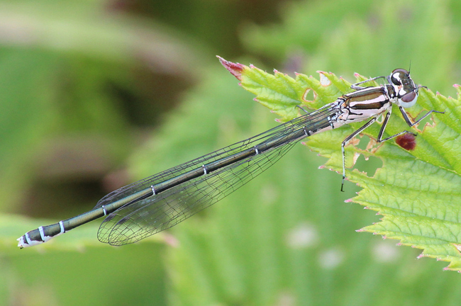 Coenagrion puella ♀ jung, J04 Kleba, Brüchen (gestaltete Kleingewässer), 07.06.12, A. Werner