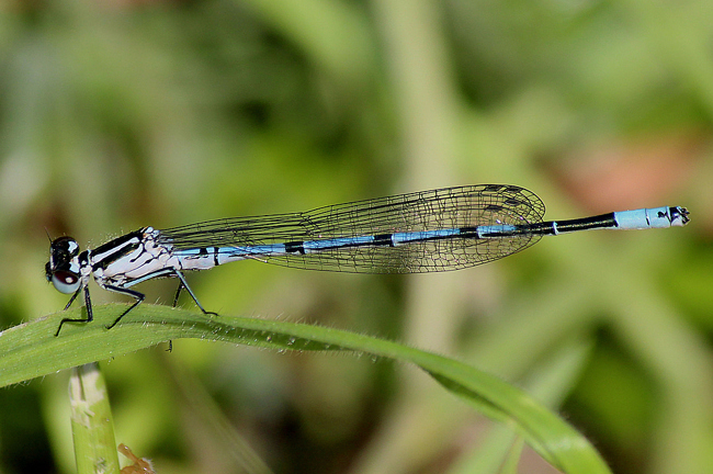 Coenagrion puella ♂, B07 NSG Haselgrund bei Schwarzenhasel, 05.06.13, A. Werner