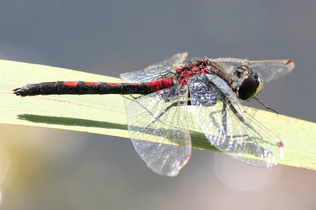 Leucorrhinia rubicunda ♂, B07 NSG Haselgrund bei Schwarzenhasel, 25.05.12, A. Werner (1) (2) (2)