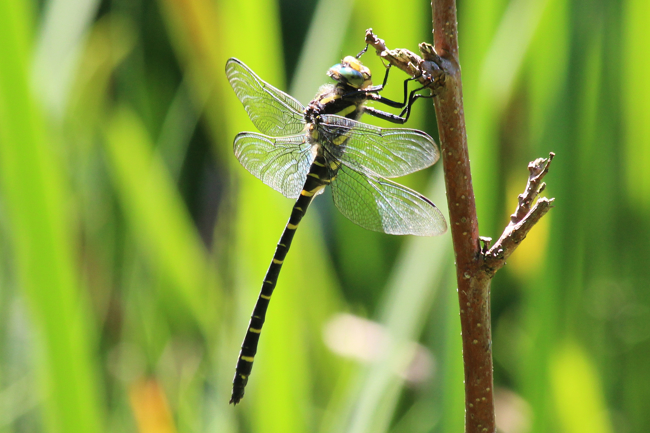 Cordulegaster boltonii ♂, D21 Lüdersdorf, Lehmbachtal (Fischteiche), 02.08.13-1, A. Werner