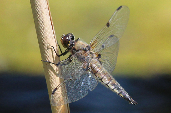 Libellula quadrimaculata ♀, I03 NSG Alte Fulda bei Bad Hersfeld, 18.06.12, A. Werner