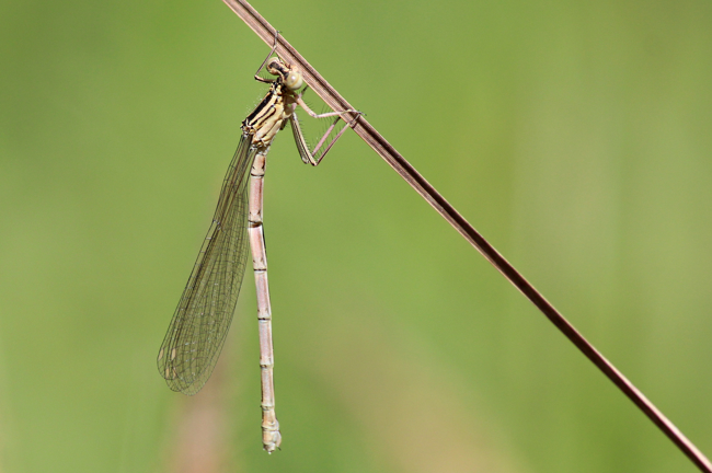 Platycnemis pennipes, ♀, D18 Weiterode Rallenteich im Nausisgrund, 14.05.12, A. Werner