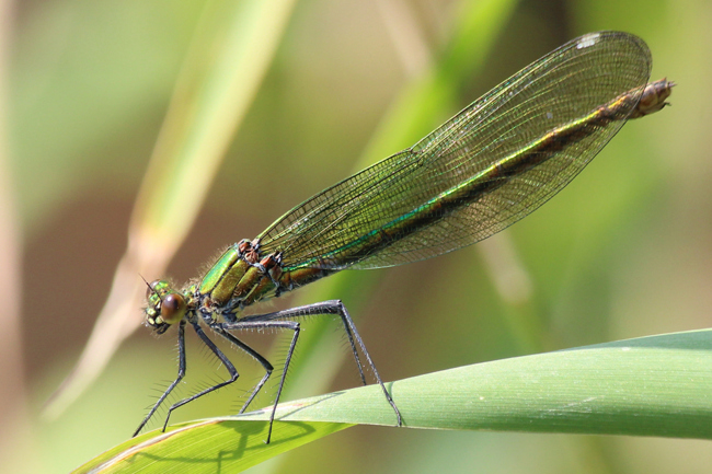 Calopteryx splendens ♀, F17 Mecklar, Fulda, 06.07.13, A. Werner