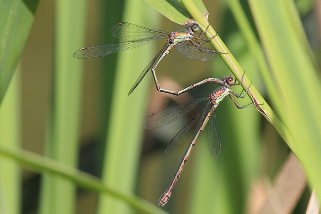 Lestes viridis Paar, B06 NSG Im Sand Bei Rotenburg, 14.09.12, A. Werner