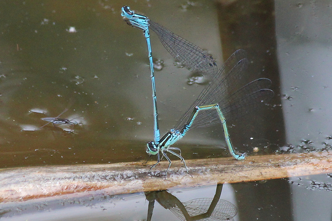 Coenagrion puella Paar, D13, NSG Ulfewiesen bei Weiterode, 04.07.12, A. Werner