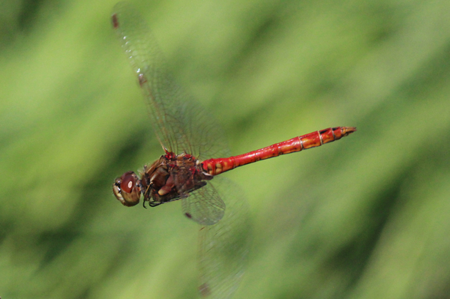 Sympetrum vulgatum ♂, D05 Blankenheim Fuldaaue (Seitengerinne), 03.09.11-1, A. Werner