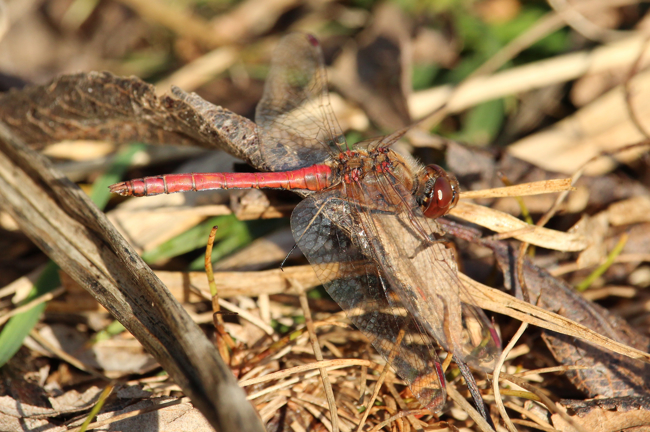 Sympetrum vulgatum ♂, D03.1 Bebra, Kiesgruben Nr. 1-3, Nr. 1, 01.11.14, A. Werner