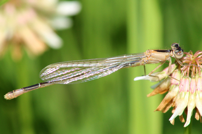 Ischnura elegans ♀ jung, D05 Blankenheim, Fuldaaue (Seitengerinne), 02.08.11, A. Werner