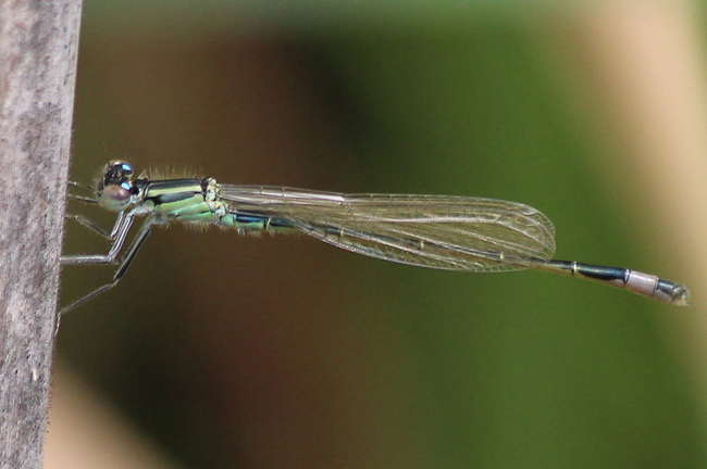 Ischnura elegans ♂, D13 NSG Ulfewiesen bei Weiterode (gestalteter Weiher), 04.07.12, A. Werner