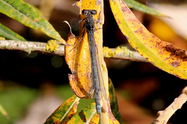 Erythromma najas ♀, D03 Bebra, Großer Kiessee, 01.10.12, A. Werner