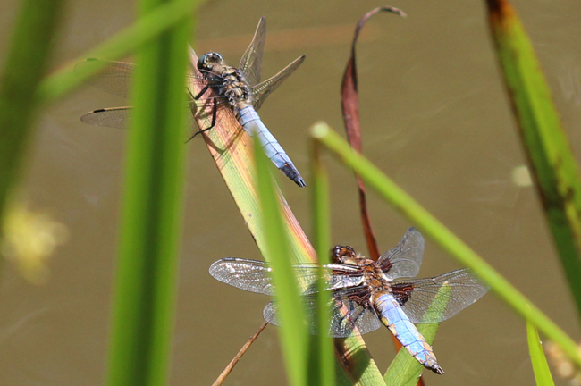 Orthetrum cancellatum ♂, Plattbauch ♂, D21 Lüdersdorf, Lehmbachtal (Fischteiche), 22.06.12, A. Werner