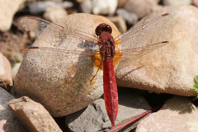 Crocothemis erythraea ♂, D03.1 Bebra, Kiesgruben Nr. 3, 04.08.14-1, A. Werner