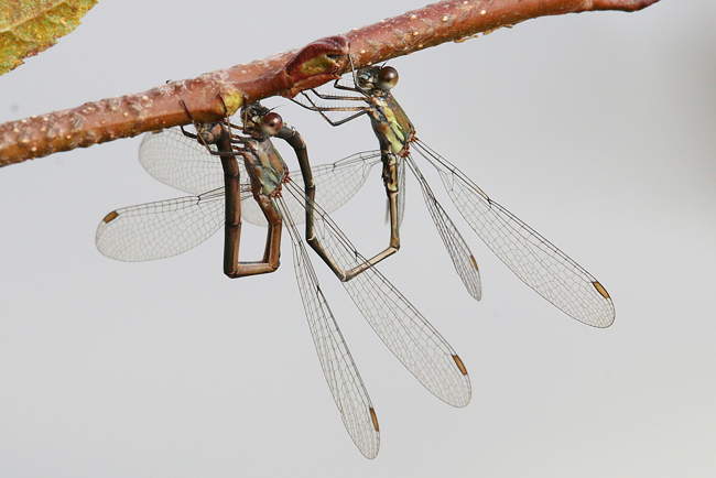 Lestes viridis, Paar Eiablage Erle, D03.1 Bebra, Kiesgruben Nr. 1, 14.10.14, A. Werner