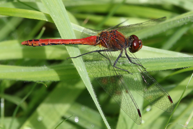 Sympetrum sanguineum ♂, D21 Lüdersdorf, Lehmbach (Fischteiche), 16.08.14, A. Werner