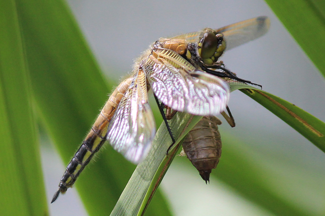 Libellula quadrimaculata ♀, gerade geschlüpft, B07 NSG Haselgrund bei Schwarzenhasel (gestalteter Weiher), 09.06.12, A. Werner