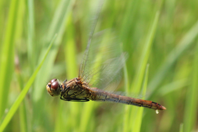 Sympetrum sanguineum ♀, Eiablage, D10 NSG Alte Fulda bei Blankenheim, 21.08.12, A. Werner