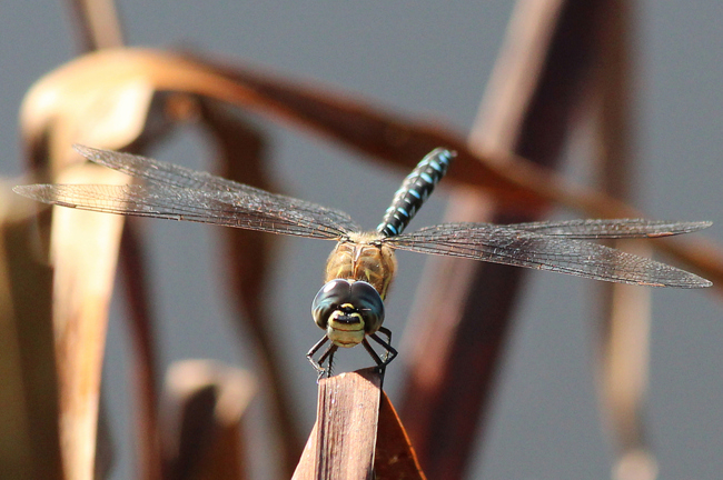 Aeshna mixta ♂, D21.1 Blankenheim, Lehmbachtal, (Fischteich), 25.09.11, A. Werner