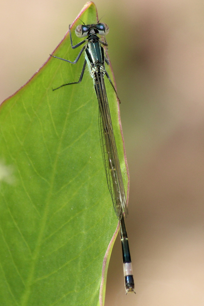 Ischnura elegans ♂, D02 Bebra, Fuldaaue (gestaltetes Kleingewässer), 24.06.12, A. Werner