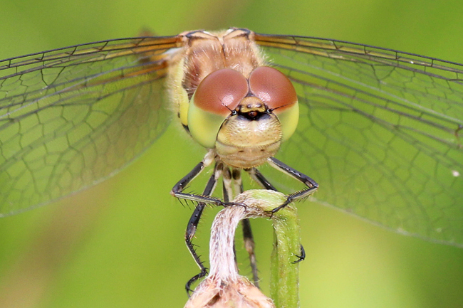 Sympetrum striolatum ♀, immat. Kopf, D02 Bebra, Fuldaaue (gestaltete Kleingewässer), 20.07.14-4, A. Werner