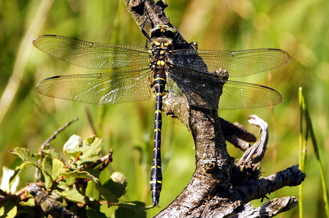 Cordulegaster boltonii ♂, I13 Hersfeld Hüttenbachtal, 17.08.13, H. Eigenbrod