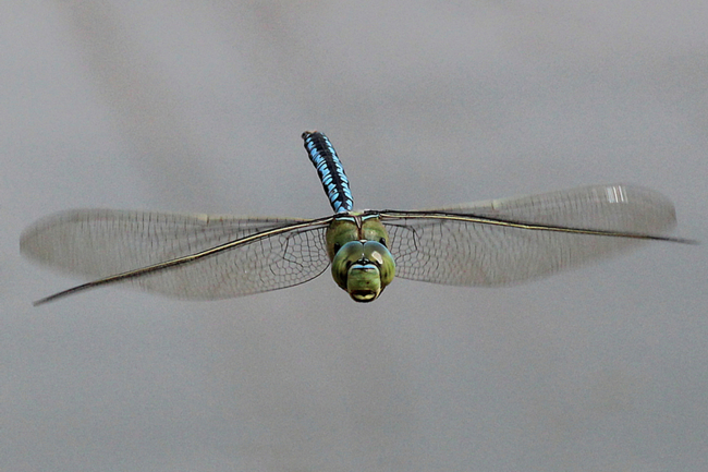 Anax imperator ♂, D02 Bebra, Fuldaaue (Gestaltete Kleingewässer), 24.06.12, A. Werner