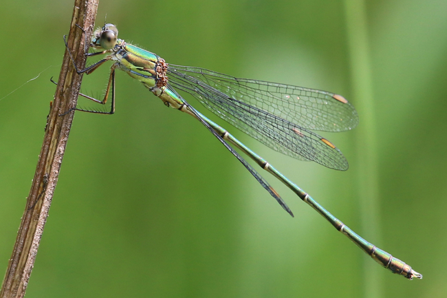 Lestes viridis ♂, D20 Gilfershausen, Ober Mühle, Teiche, 04.09.14, A. Werner