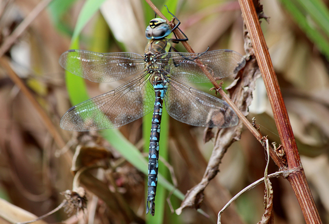 Aeshna mixta ♂, D03 Bebra, Großer Kiessee, 09.10.12, A. Werner