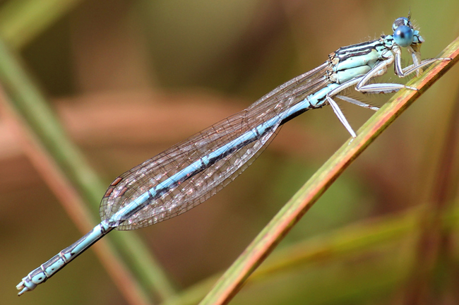 Platycnemis pennipes ♂, D18 Weiterode Rallenteich im Nausisgrund, 02.09.11, A. Werner