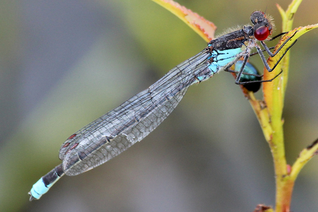 Erythromma najas ♂, D10 NSG Alte Fulda bei Blankenheim (Flutmulde), 02.07.12, A. Werner