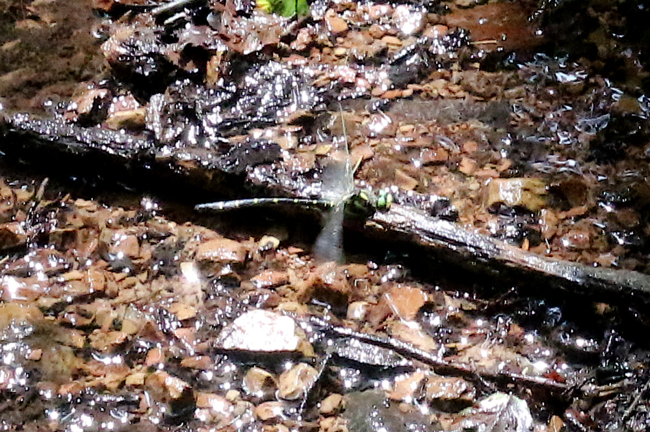 Cordulegaster bidentata ♂ im Habitat, A13 Licherode, Trombach, 02.08.14-4, A. Werner