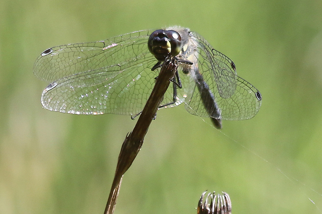 Sympetrum danae ♂, D21 Lüdersdorf, Lehmbachtal (Fischteiche), 31.07.14, A. Werner